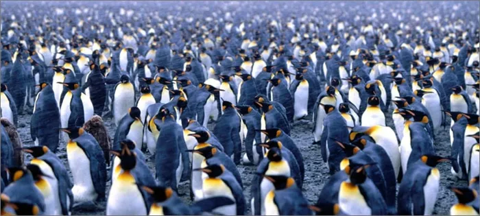поселение-пингвинов