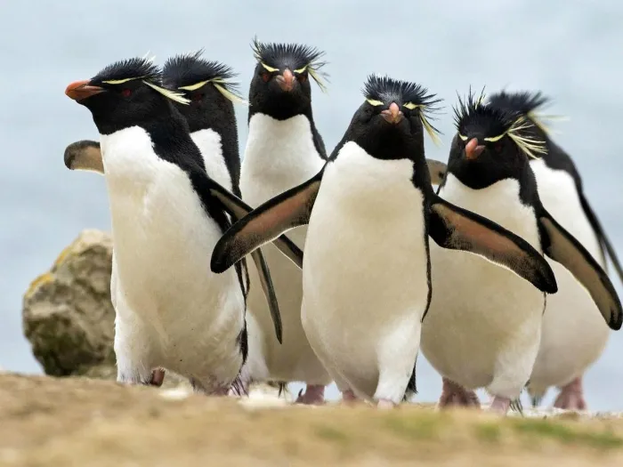 где обитают хохлатые пингвины
