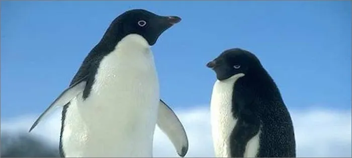 пингвины-адели