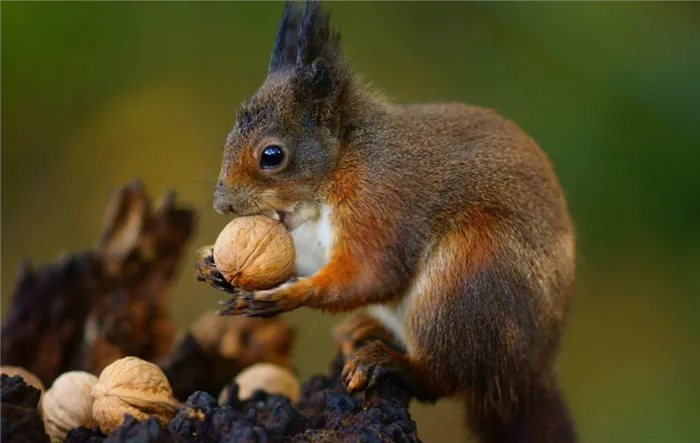 Орехи - любимое лакомство белок