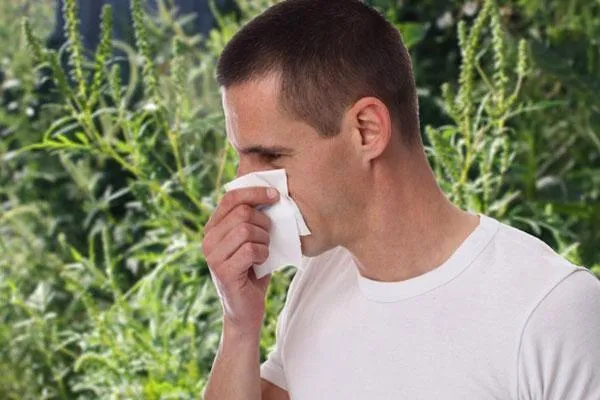 аллергия на амброзию