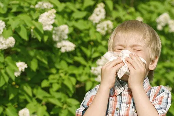 симптомы аллергии на амброзию