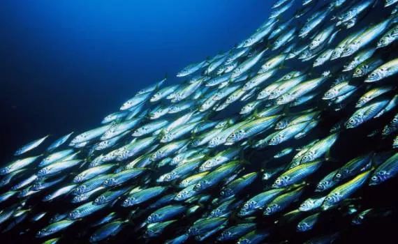 Биологические ресурсы мирового океана