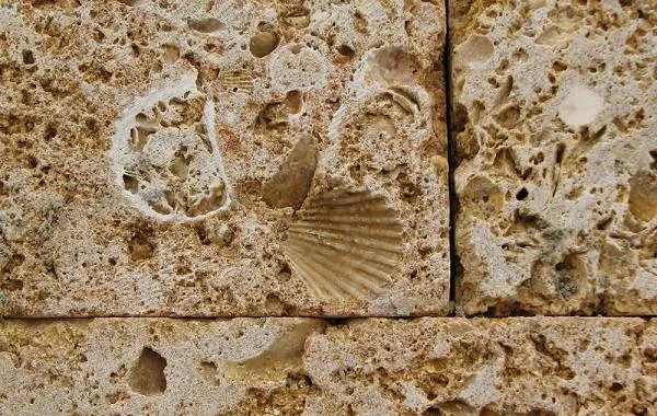 Двустворчатые-моллюски-Описание-особенности-строение-и-виды-двустворчатых-моллюсков-25