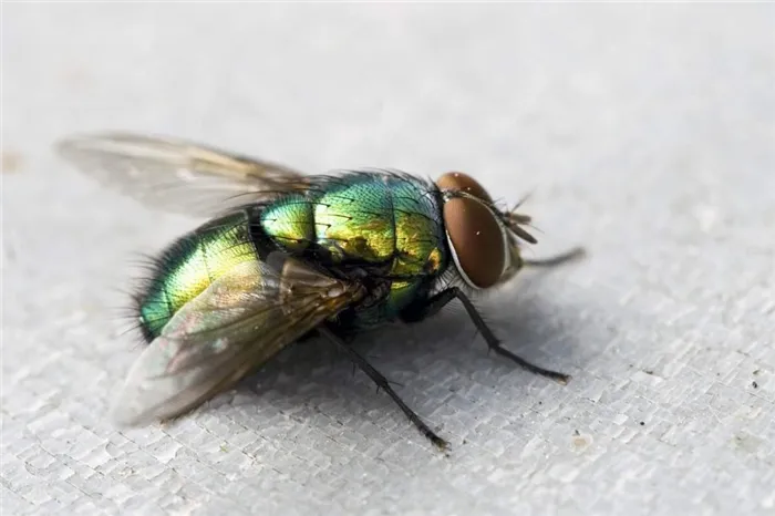 Тело мухи покрывают разноцветные переливающиеся чешуйки.