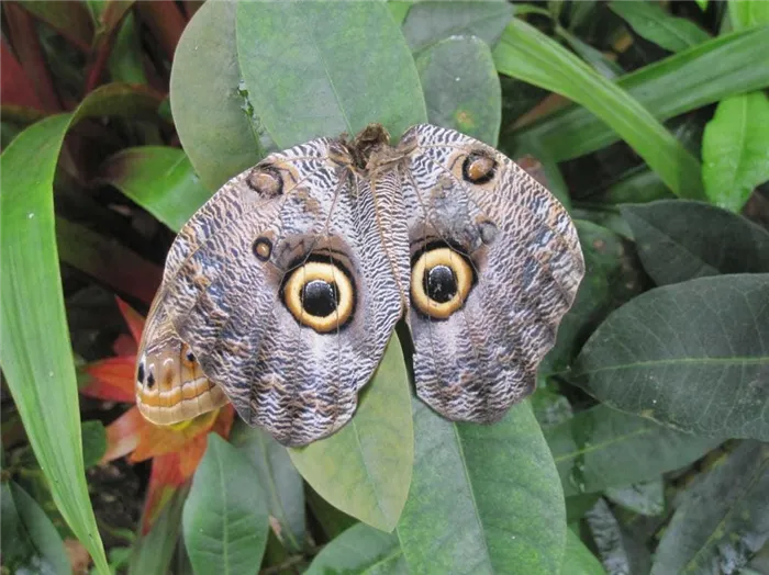 Бабочка «совиный глаз»