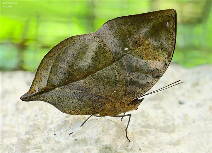 Бабочка «опавший лист»