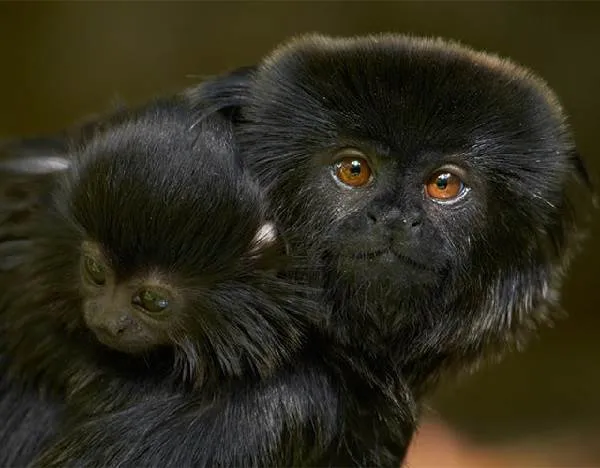Виды-обезьян-их-особенности-описание-и-названия-19