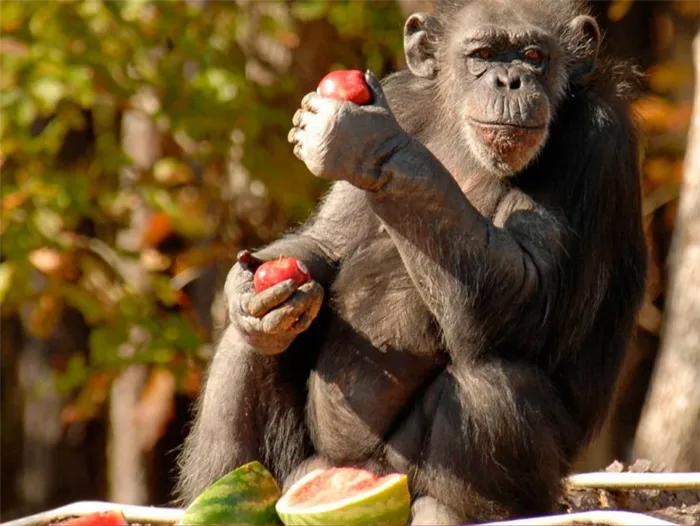 Рацион питания обезьян