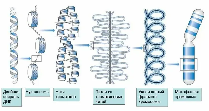 Схема конденсации хроматина