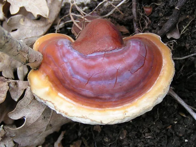 Трутовики: описание гриба, ядовитые или съедобные виды, где растет?