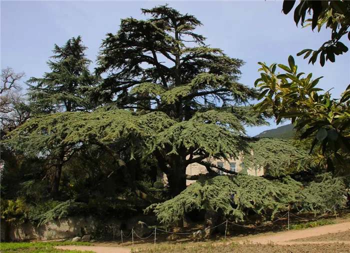 Кедр ливанский в ботаническом саду
