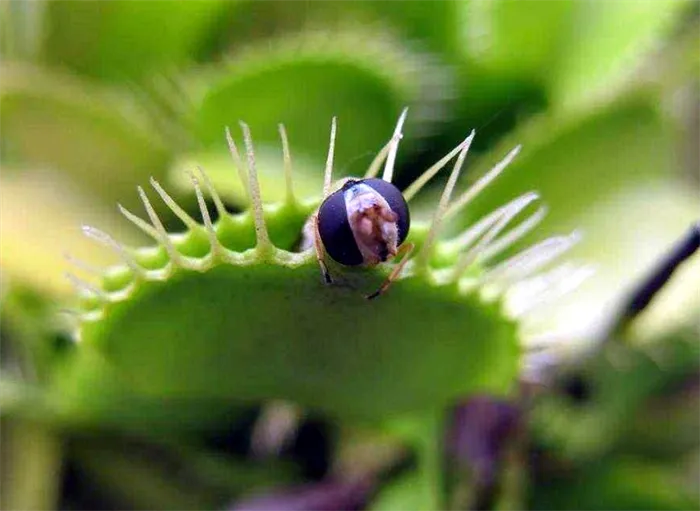 Растения, питающиеся насекомыми: прекрасные хищники