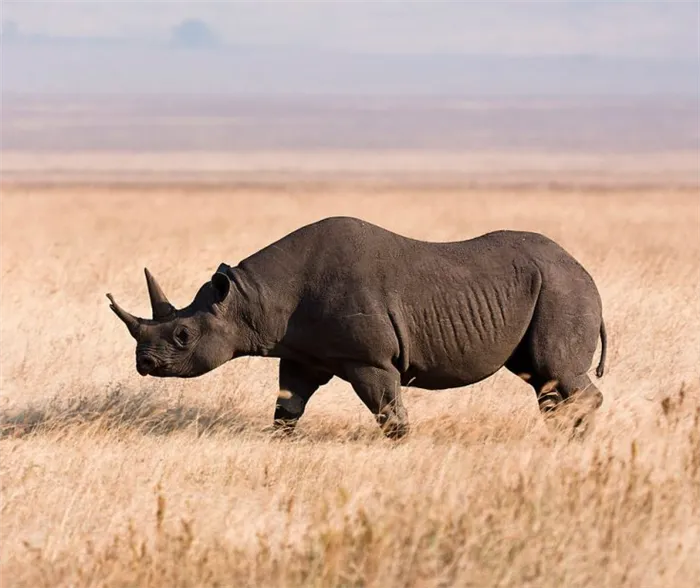 Чёрный носорог