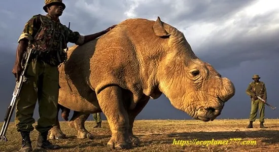Охрана носорогов