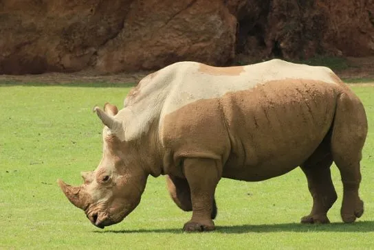 Строение носорогов