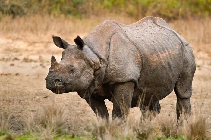 Яванский носорог - Rhinoceros sondaicus