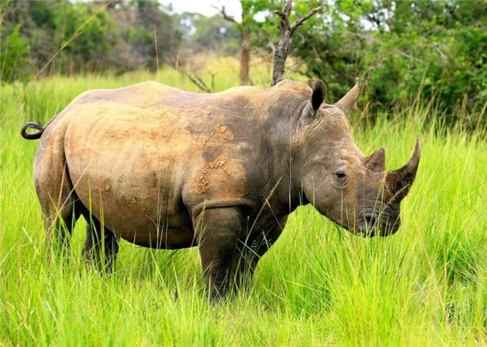 где обитает носорог