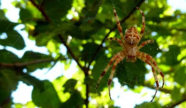 Фото: Большой паук крестовик