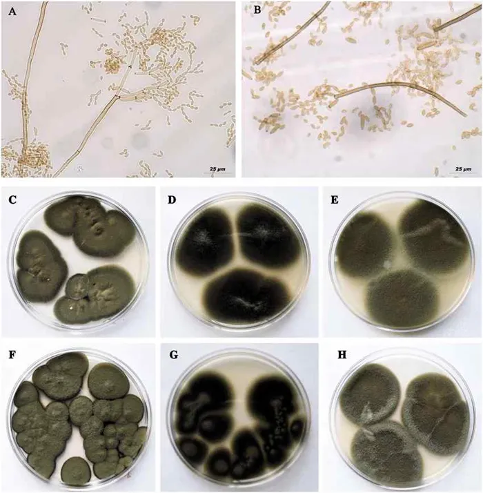 Cladosporium