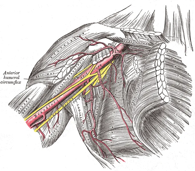 Плечо - это довольно сложный анатомический орган, обеспечивающий движение руки в различных плоскостях