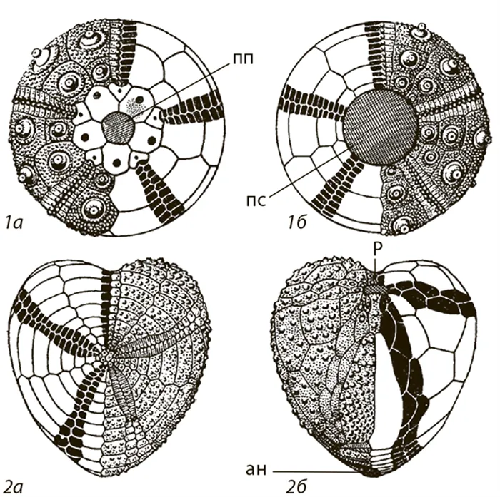 Рис. 54. Схема строения панциря правильных и неправильных морских ежей (из Друщица, 1974)