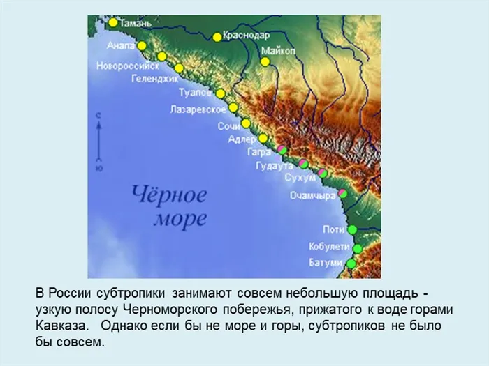 В России субтропики занимают совсем небольшую площадь - узкую полосу Черномо. 