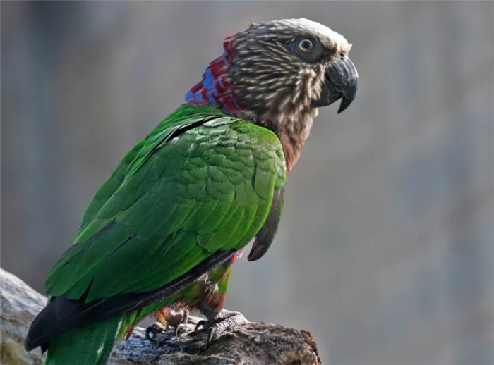 Виды попугаев: Веерный попугай