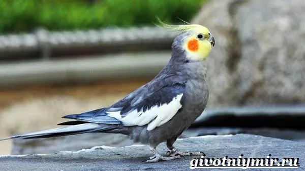 Виды-попугаев-Описания-названия-и-особенности-попугаев-6
