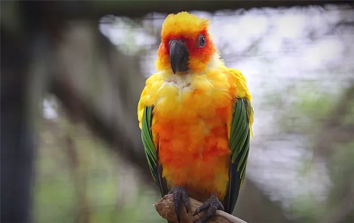 Виды попугаев: Аратинга
