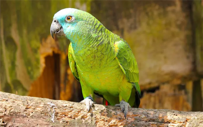 Виды попугаев: Амазон