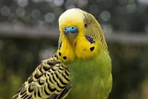 Зеленый волнистый попугайчик