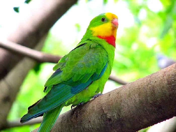 Виды-попугаев-Описание-и-образ-жизни-различных-попугаев-13