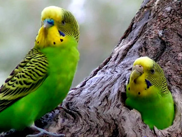 Виды-попугаев-Описание-и-образ-жизни-различных-попугаев-11