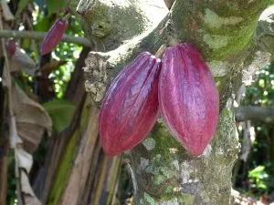 Какао дерево с плодами.