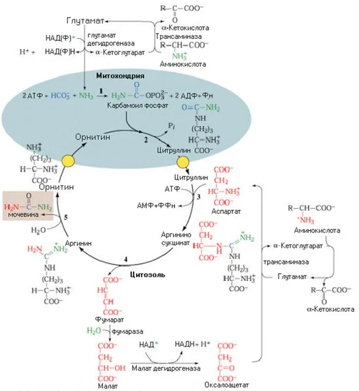 Орнитиновый цикл реакции. Орнитиновый цикл Кребса-Гензелейта – Биосинтез мочевины. Биосинтез мочевины орнитиновый цикл. Реакции орнитинового цикла синтеза мочевины. Реакции цикла мочевинообразования (орнитинового цикла)..