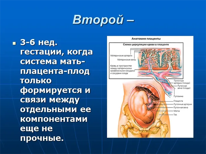 Второй –3-6 нед. гестации, когда система мать-плацента-плод только формируетс. 