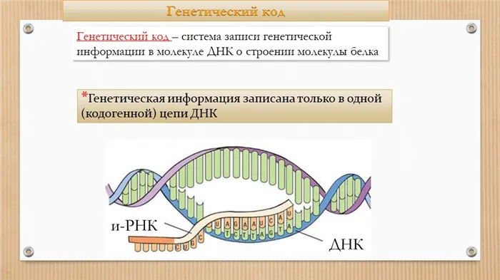 Генетический код – система записи генетической информации в молекуле ДНК о ст. 