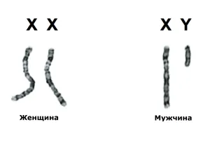 Гоносомы - половые хромосомы у мужчин и женщин