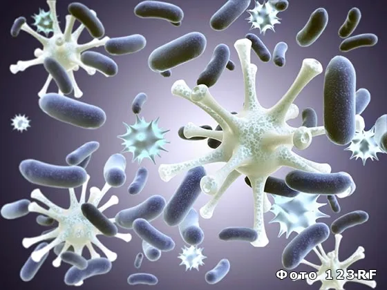 Что такое штаммы вирусов, бактерий, микроорганизмов?