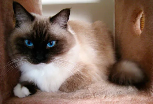 Кошка с голубыми глазами.
