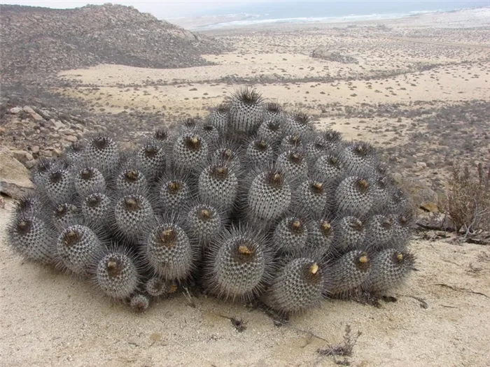 фото пустынного кактуса