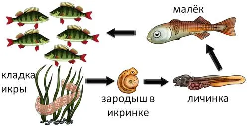 Стадии развития рыб