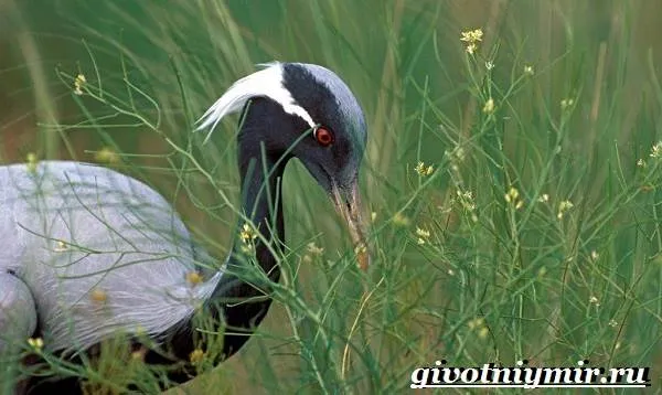 Журавль-птица-Образ-жизни-и-среда-обитания-журавля-7