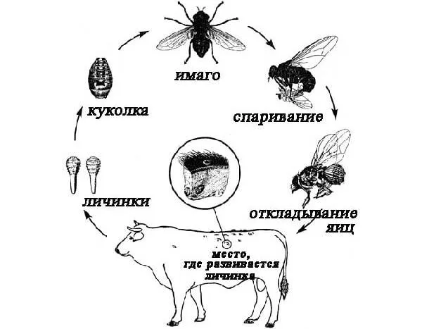 Овод-насекомое-Описание-особенности-виды-образ-жизни-и-среда-обитания-овода-13
