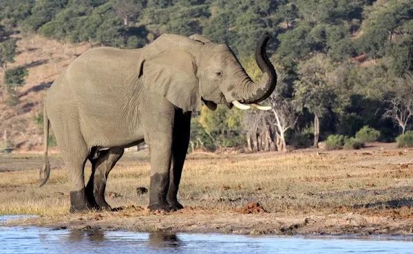 Слон в национальном парке Диндер