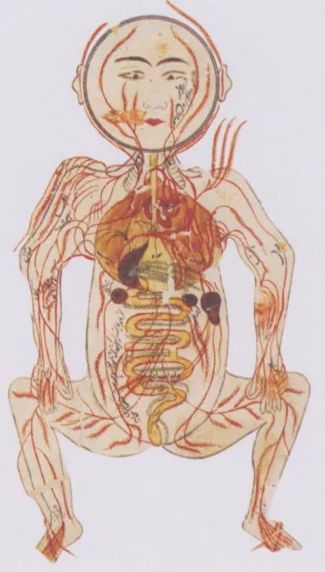 старинная «анатомическая диаграмма»