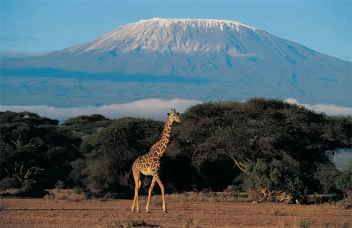 Килиманджаро 