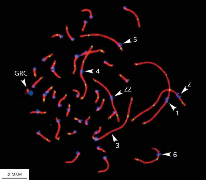 Рис. 3. Микрофотография сперматоцита деревенской ласточки («Природа» №12, 2020)