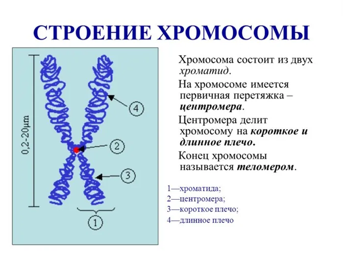 Строение хромосомы. Автор24 — интернет-биржа студенческих работ